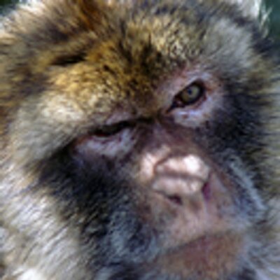 Profile Picture of Juan F Inigo Montoya (@chillfish) on Twitter