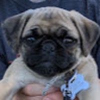 Profile Picture of Lucy Falcon (@lucy-falcon-2) on Quora