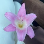 Profile Picture of Jasmin Harrison (@jasmin.harrison.406628) on Facebook