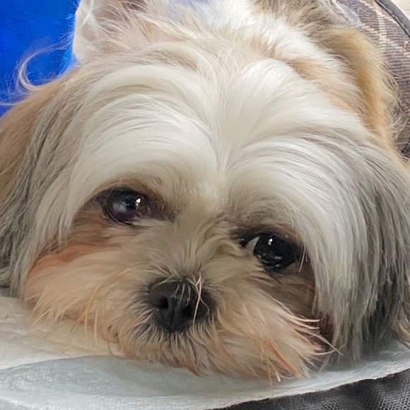 Profile Picture of Adamaris Vazquez (@mawie07) on Poshmark