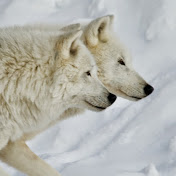 Profile Picture of Mina White (@minawhite3404) on Youtube