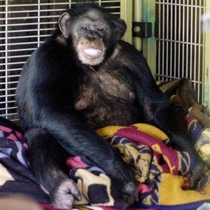 Profile Picture of Travis (chimpanzee)on Wikipedia