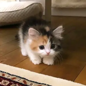 chobotnicka...uwu - Tiktok Profile Picture of chobotnicka...uwu (@chobotnicka...uwu) on Tiktok