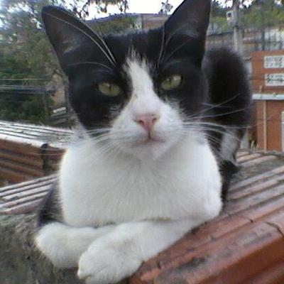 Profile Picture of Marlene Becerra (@inesita082) on Twitter