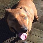 Profile Picture of dylan broderick (@dylanbhartog) on Instagram