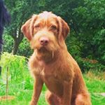 Profile Picture of Lisa McClellan (@wirehaired_vizsla_eddie) on Instagram