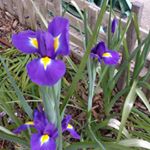 Profile Picture of hsvguy (@whitmarsh_paul) on Instagram