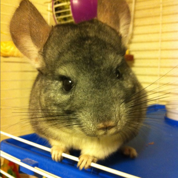 Profile Picture of Chris Chung (@yuwookei) on Poshmark