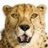 Profile Picture of Peter Michalk (@petermichalk) on Tiktok