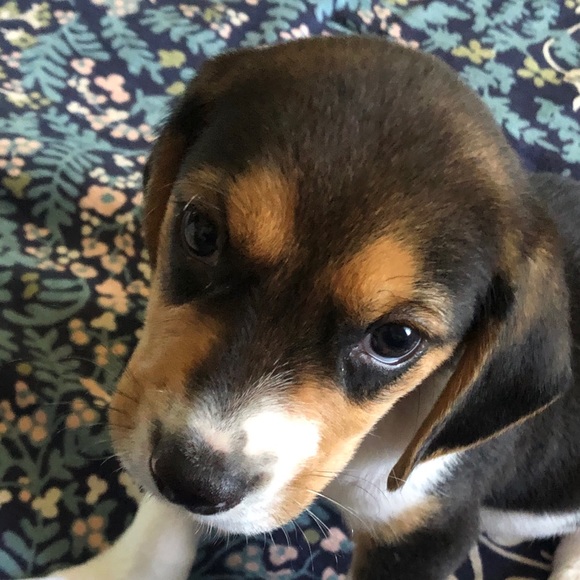 Profile Picture of Christina Berumen (@christymb3) on Poshmark