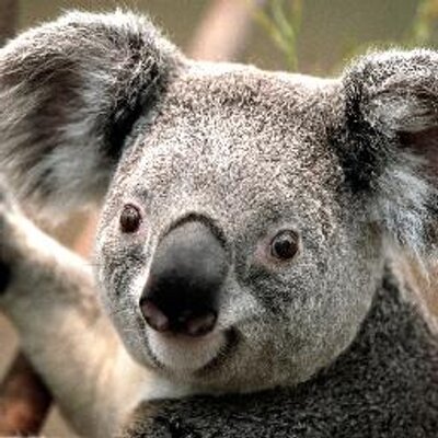Profile Picture of steve welcher (@stevewelcher) on Twitter