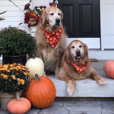 Profile Photo of Bella Blue & Riley Ru Ru 🐾 (@BlueGoldTrust) on Twitter