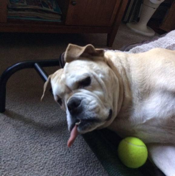 Profile Picture of Nancy Stdenis (@nlstdenis) on Poshmark