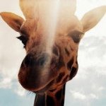 Profile Picture of Jackson Sun (@sunzy_yn) on Instagram