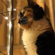 Profile Picture of Alice Sanches (@alicesanches2791) on Youtube