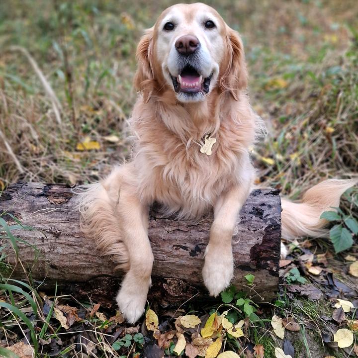 Gemma Henson - Tiktok Profile Picture of Gemma Henson (@stardagoldenretriever) on Tiktok