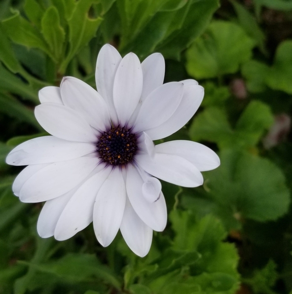 Profile Picture of Omran Mohamed (@omranmohamed) on Poshmark