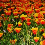 Profile Picture of Steve Swinford (@stevenswinford_) on Instagram