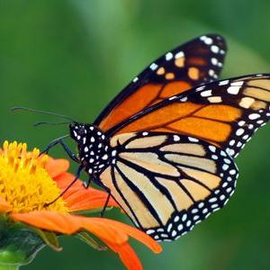 Profile Picture of La'Wanda Glenn (@sweetnrss) on Twitter