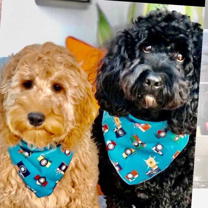 Profile Picture of Buddy & Coco (@buddyandcococockapoos) on Tiktok