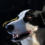 Profile Picture of Dylan Amorim Cornes (@cornes148) on Instagram