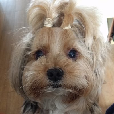 Profile Picture of Howard Gee (@Gee1st2000Gee) on Twitter