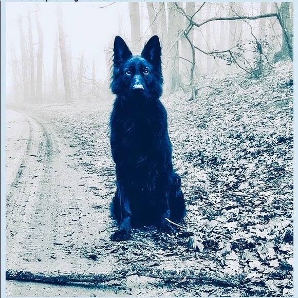 Profile Picture of David Mcgee (@phoenixlazarus) on Poshmark