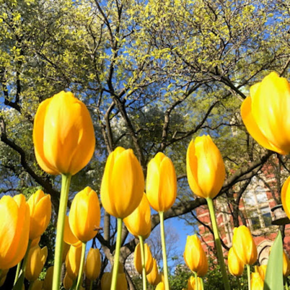 Profile Picture of C h Choi (@cachoi1030) on Poshmark