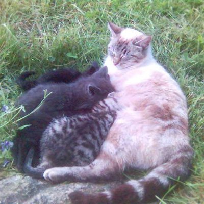 Profile Picture of Lars Andersson (@LarsAnd27228731) on Twitter