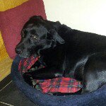 Profile Picture of Adam McReynolds (@adammcr) on Instagram