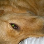 Profile Picture of Afton Scudder (@ascudder612) on Instagram