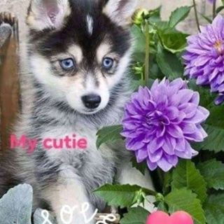 Profile Picture of Donald Hayer (@adam.nana.9862) on Facebook