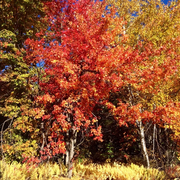 Profile Picture of Stephanie Colling (@smcolling) on Poshmark