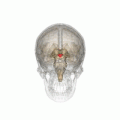 Profile Picture of Ventrolateral preoptic nucleuson Wikipedia