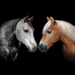 Profile Picture of † ᴴᴬᶠᴸᴵᴺᴳᴱᴿ ᴶᴵᴹ | ᴬᴿᴬᴮᴱᴿ ᴮᴬᴴᴵ (@haflinger.jim) on Instagram