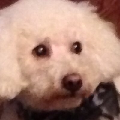 Profile Picture of Petra Ramirez (@pramirez55) on Twitter