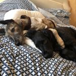 Profile Picture of Chris Stoddart (@archie_alfie_charlie_stoddart) on Instagram