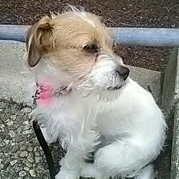 Profile Picture of Carly Charbonneau (@carlynlenny) on Poshmark