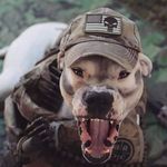 Profile Picture of Grizzly Mule (@daron_evans1358) on Instagram