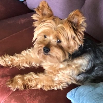 Profile Picture of Stephen Golub (@StephenGolub2) on Twitter