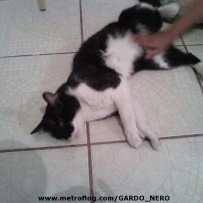 Profile Picture of Serena Ramirez (@serenaramirez10) on Twitter