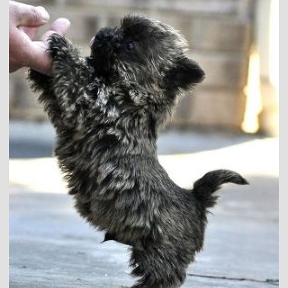 Profile Picture of Lisa Simpson (@teelissa) on Poshmark