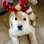 Profile Picture of Walter the Golden Retriever (@walle.tamale) on Instagram