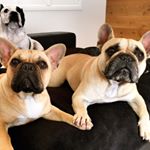 Profile Picture of George, Tilly and Rhonda🐾 (@george_tilly_and_rhonda) on Instagram