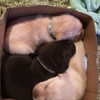 Profile Picture of Tahlia Chandler36 (@@puppytown231) on Tiktok