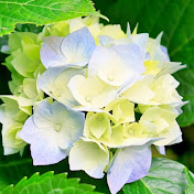 Omar Arredondo Alvarez - Youtube Profile Picture of Omar Arredondo Alvarez (@omararredondoalvarez9733) on Youtube