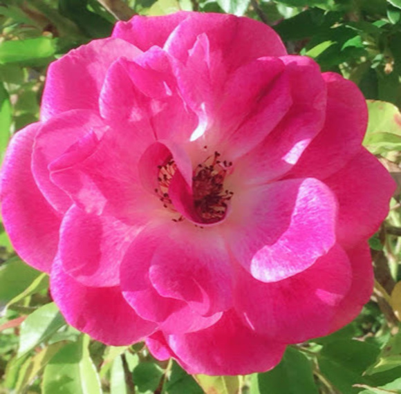 Profile Picture of Rebecca Harima (@ryunakuma03) on Poshmark