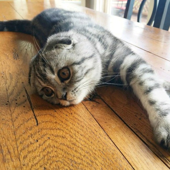 Kiona Kionova - Poshmark Profile Picture of Kiona Kionova (@kiona80) on Poshmark