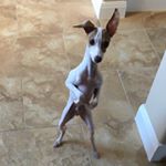 Profile Picture of Charlie Chambers (@iggy_saurus_rex) on Instagram