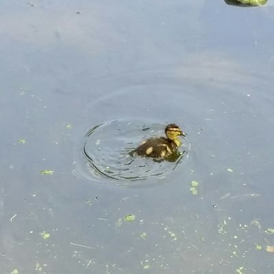 Profile Picture of Middle Class Worker From Yonkers (@RobertJ55806350) on Twitter